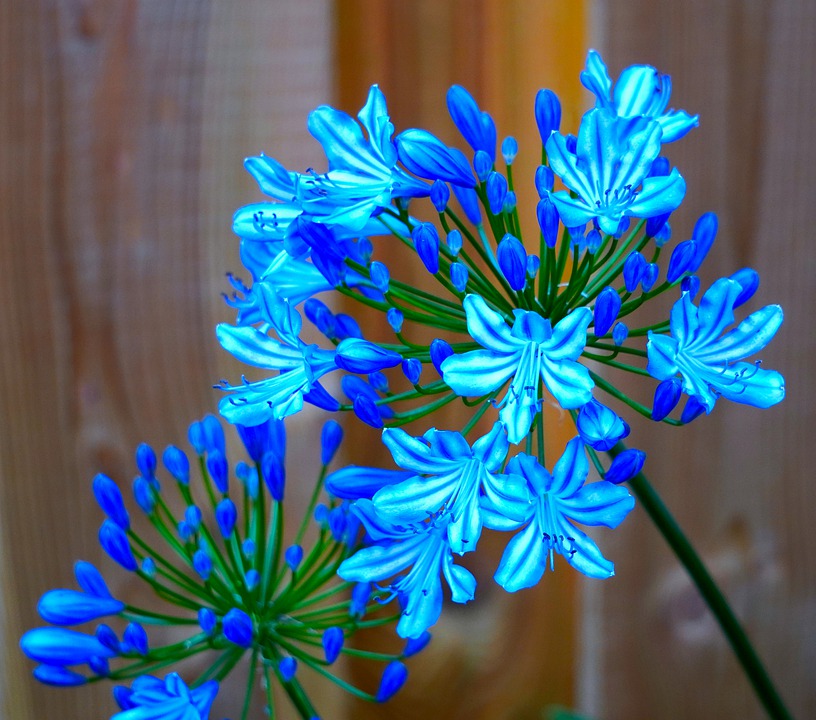 Agapanthus agapanthe Serge Bollard Saix