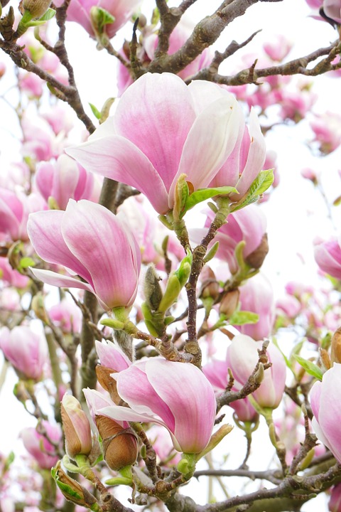 Magnolia Serge Bollard Saix